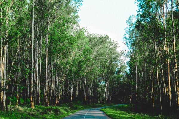 Kerala ( Wayanad )