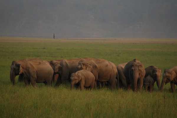 Delhi - Nainital - Kausani - Corbett